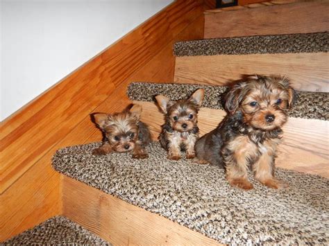 yorkie puppies for sale in phoenix az